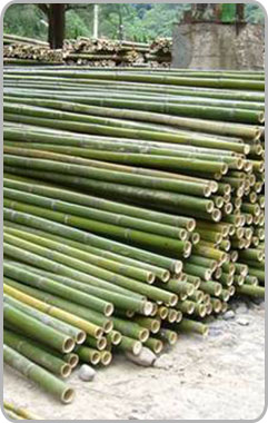 Taiwan Bamboo Charcoal